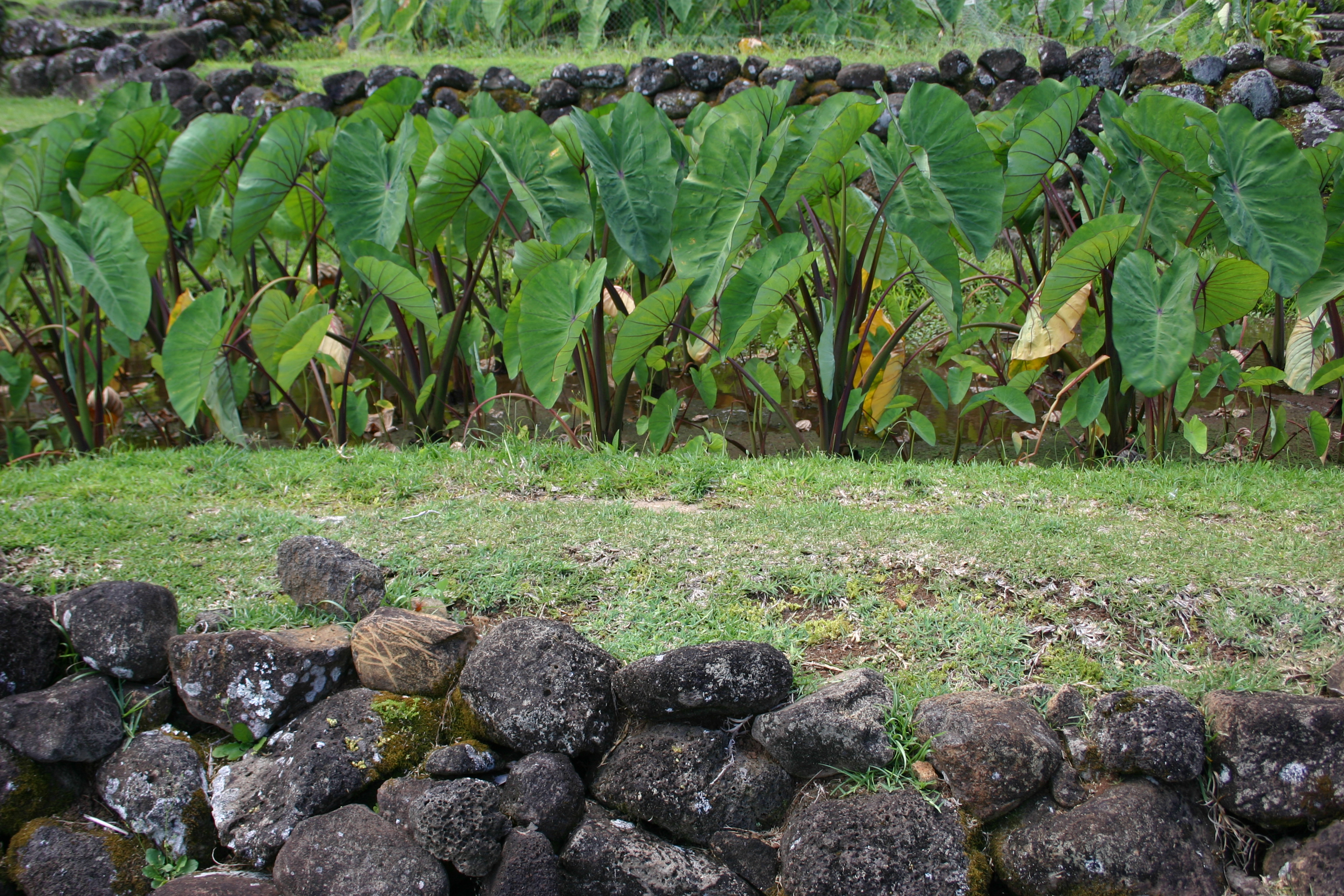 Ancient taro terrace, National Tropical Botanical Garden. Ha'ena, Kaua'i, Hawai'i.